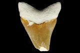 Serrated, Fossil Megalodon Tooth - Bone Valley, Florida #145097-1
